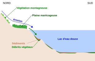 Schémas montrant comment l'érosion amène les débrits végétaux dans un lac avant que ceux-ci ne soit recouvert par les sédiments.