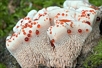 Bankeraceae Hydnellum ferrugineum