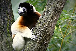 Kroonsifaka