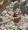 Otevřená tobolka Mentzelia leucophylla