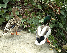 Two ducks standing beside one another