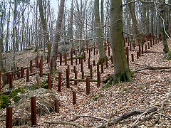 Réseau de rails antichar, devant l'ouvrage du Hochwald.