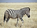 Steppezebra