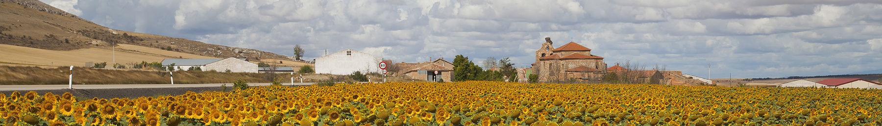 Cardejón