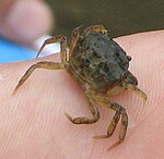 A small olive-brown crab on the edge of a human palm.