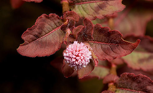 en:Persicaria capitata, by JJ Harrison