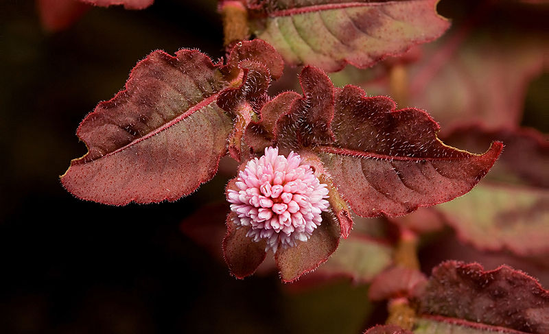 Persicaria capitata