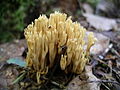 Gelsvažalis šakočius (Ramaria abietina)