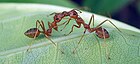 Weaver ant