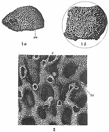 Fig. 1. "Syringammina fragilissima." Natural size, a, side view of a fragment representing about half an entire specimen; aa, original surface of specimen; b, ventral view of same specimen, showing uneven fractured surface near the middle of the test; dotted line shows approximately the original outline of the test. (After Brady) 2. "Syringammina fragilissima." ×8. Portion of a radial section, showing at c one of the smaller secondary canals, and at cc one of the concentric reticulated partitions. (After Brady.)