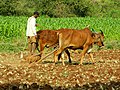 Image 37An Indian farmer with a rock-weighted scratch plough pulled by two oxen. Similar ploughs were used throughout antiquity. (from History of agriculture)