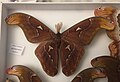 Attacus paraliae, une espèce de la régions indomalaise.