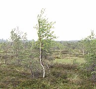 Betula pubescens, dans une tourbière.