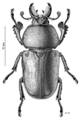 Illustration of male by Des Helmore