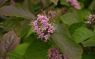 Glasbær (Callicarpa bodinieri).