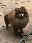 Chocolate Pomeranian