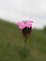 Dianthus pontederae