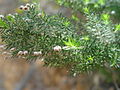 Erica arborea Erica arborea