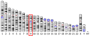 Chromosome 9 humain