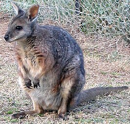 Tammarwallaby