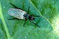 Rhamphomyia sulcata