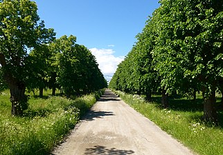 Den dubbla lindallén