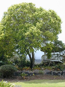 Kamferboom (Cinnamomum camphora)