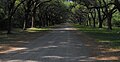 Wormsloe Oak Avenue