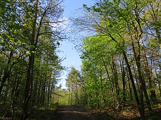 Y Goedwal Fawr, Maeshafn