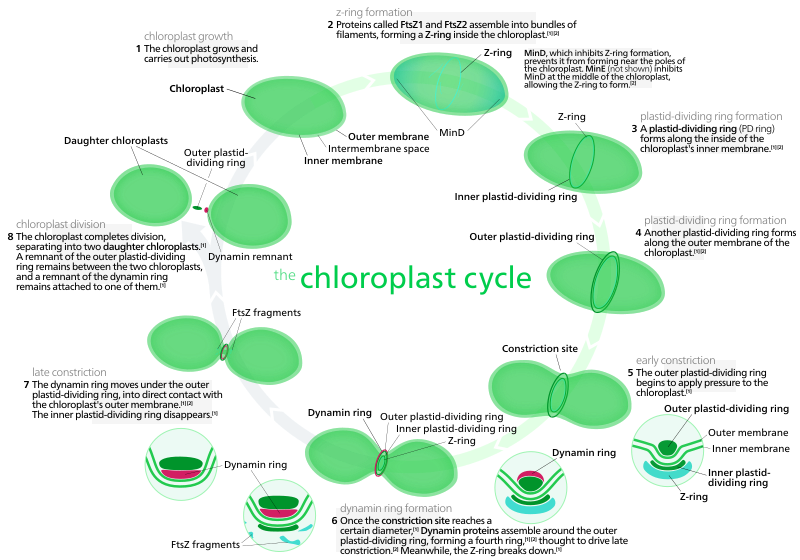 Most chloroplasts in plant cells, and all chloroplasts in algae arise from chloroplast division.[185] Picture references,[158][189]