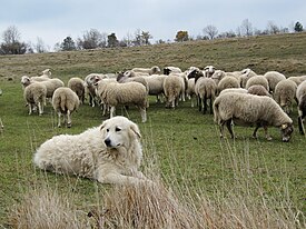 Маремано Абруцешки пастирски пас