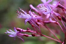 Fuchsia arborescens