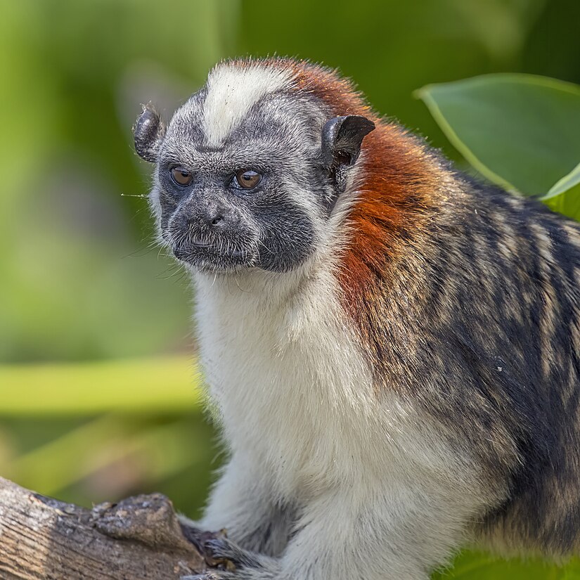 Geoffroy's tamarin by Charles J. Sharp, one of our newest featured pictures.