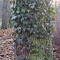 Hedera helix L.