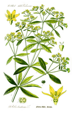 Rubija (Rubia tinctorum)