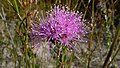 Kunzea capitata in the Royal National Park