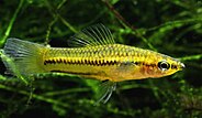 Male pygmy swordtail