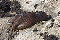 Borracha ou lesma de mar (Aplysia sp)