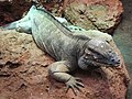 Rhinoceros Iguana