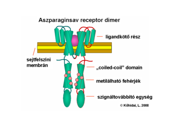 Domain structure of chemotaxis receptor for Asp