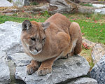 Mountain lion