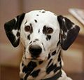 Dalmatian