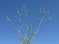 Eragrostis mexicana