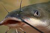 Channel Catfish