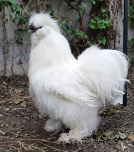 Gall Silkie blanc