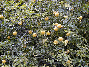 Dværgcitron (Poncirus trifoliata) Foto: A. Barra.