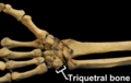 Right hand anterior view (palmar view). Thumb on top.