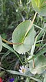 Durchwachsener Blattgrund beim Rundblättrigen Hasenohr (Bupleurum rotundifolium)