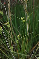 Udspilet star (Carex extensa)