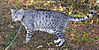 Egyptian Mau